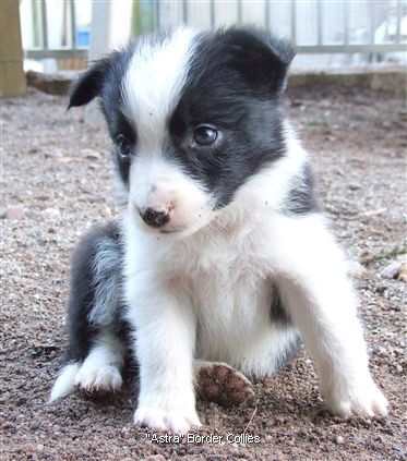 Click for large image