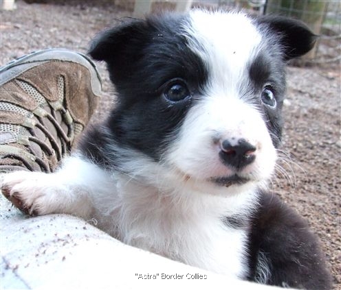 Click for large image