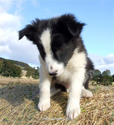 Click for large image