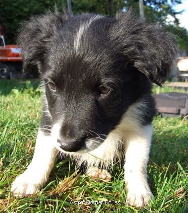 Click for large image