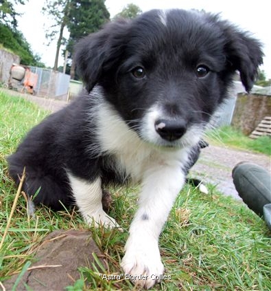 Click for large image