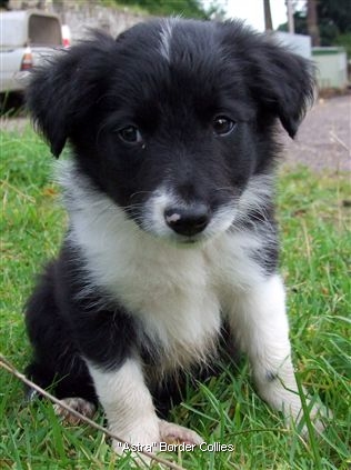 Click for large image