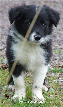 Click for large image