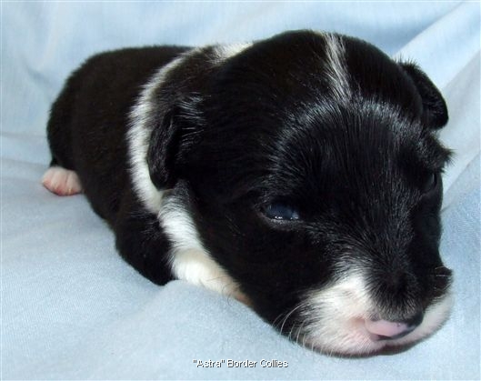 Click for large image