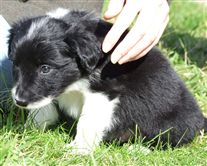 Click for large image