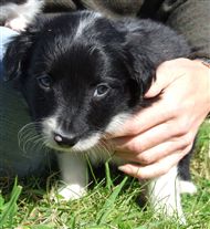 Click for large image