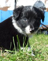 Click for large image