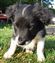Puppy no 4 - Astra Hawk x Astra Jet litter 2010