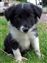Puppy no 4 - Astra Hawk x Astra Jet litter 2010