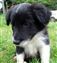 Puppy no 4 - Astra Hawk x Astra Jet litter 2010