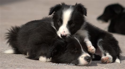 Click for large image