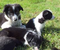 Click for large image