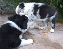 Click for large image