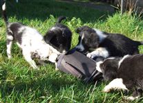 Click for large image