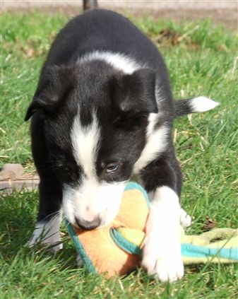 Click for large image