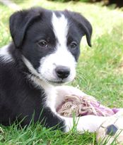 Click for large image