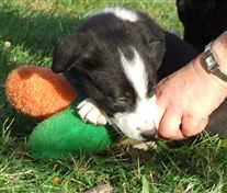 Click for large image