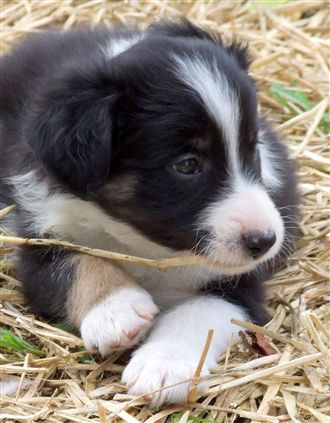 Click for large image