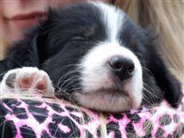 Click for large image