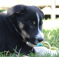 Click for large image