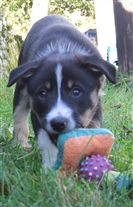 Click for large image