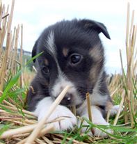 Click for large image