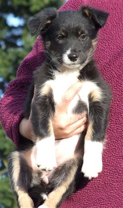 Click for large image