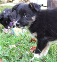 Click for large image