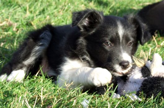 Click for large image