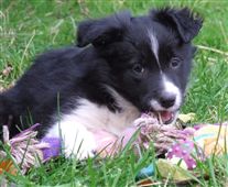 Click for large image