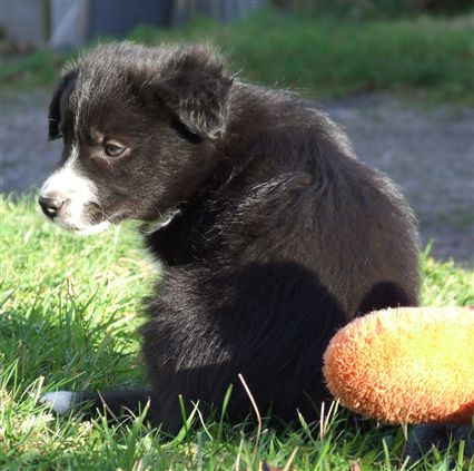 Click for large image