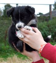 Click for large image