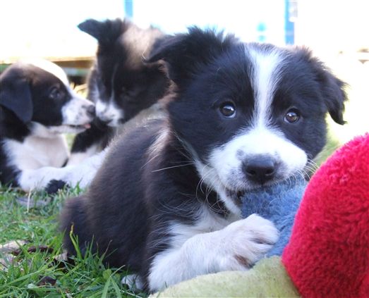 Click for large image