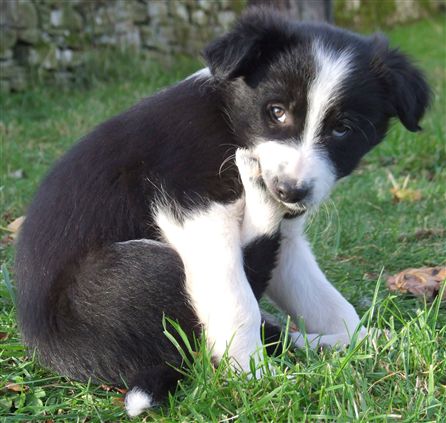 Click for large image