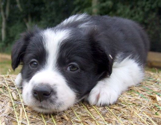 Click for large image