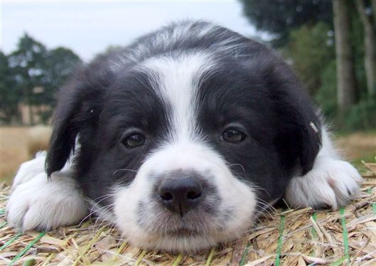 Click for large image