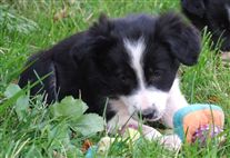 Click for large image