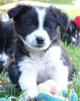 Click for large image