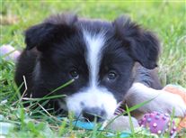 Click for large image