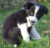 Click for large image