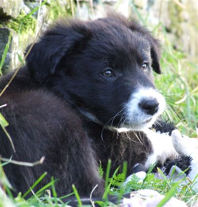 Click for large image