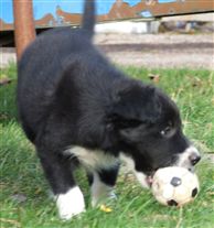 Click for large image