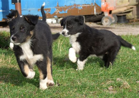 Click for large image