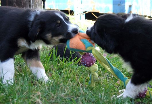 Click for large image