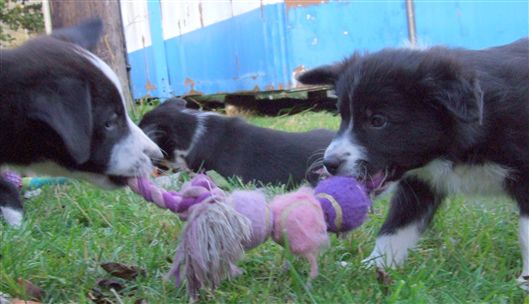 Click for large image