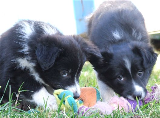 Click for large image