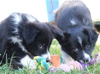 Click for large image