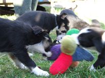 Click for large image