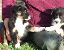 Click for large image